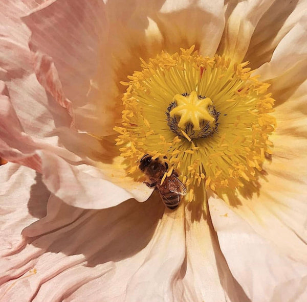 Alexis Smart gives us the DL on flower essences for recovery Agent Nateur