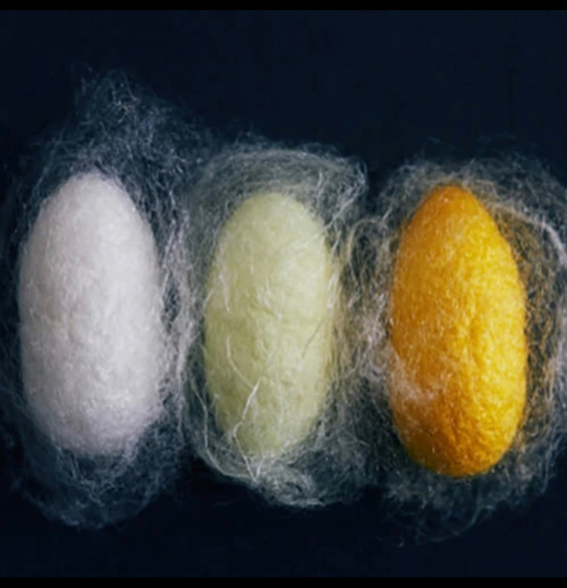 Introducing holi(bright) and silk (hair) - the power of silk peptides