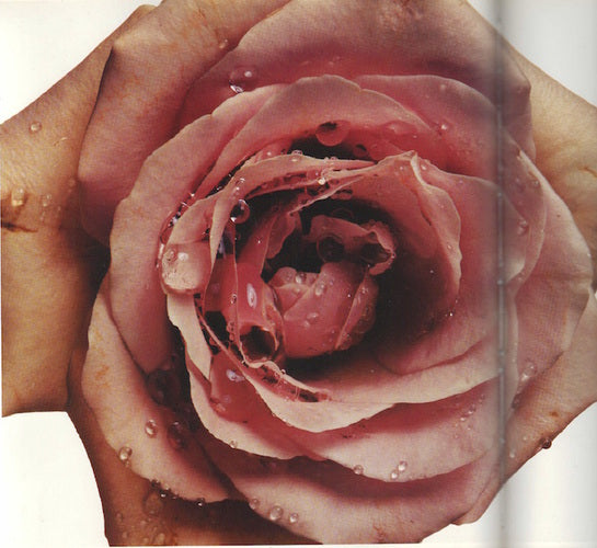 Why We Drink Rose Water