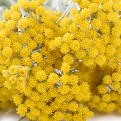 Helichrysum