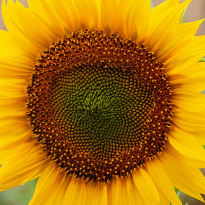 sunflower seed oil