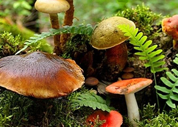 Chaga Latte Recipe And The Benefits Of Medicinal Magical Mushrooms