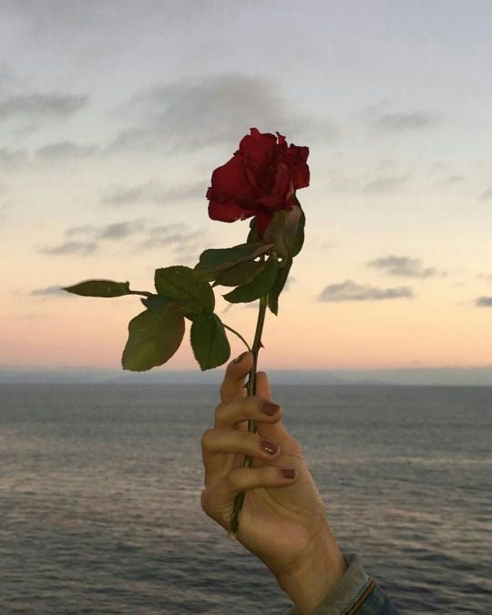 Rose oil: Skin benefits and beyond. Why I love it. Why I formulate with it.