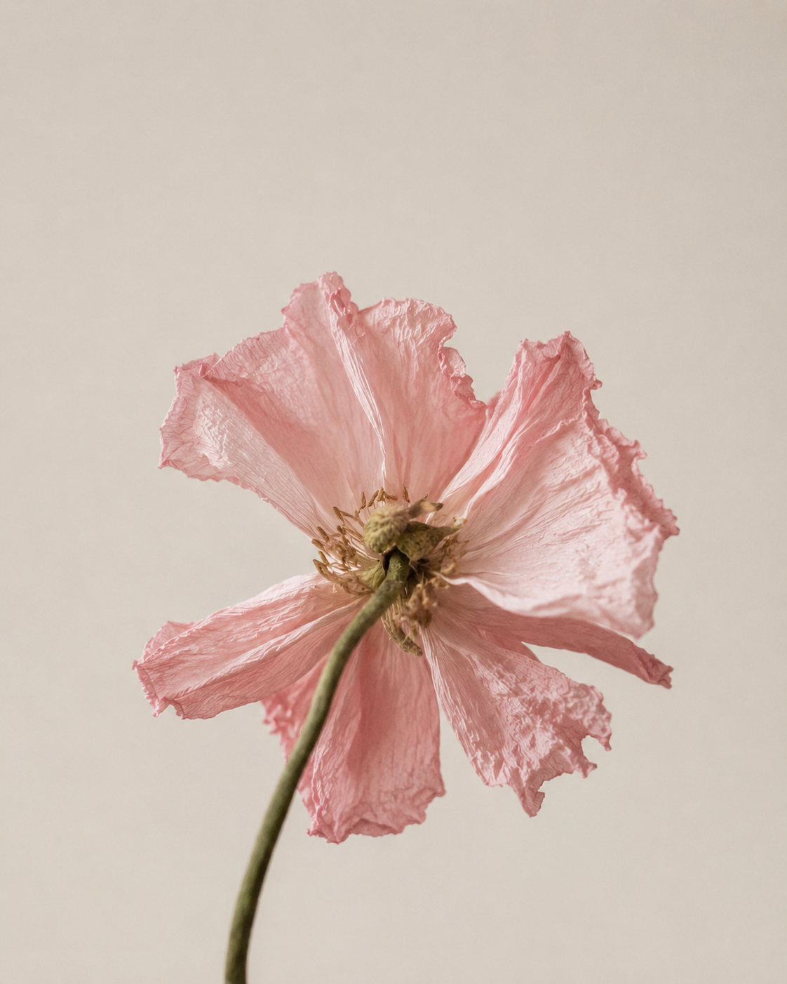 Can We Delay Menopause? What the Science Says About Ovarian Longevity