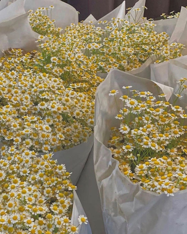 Chamomile, the potent plant extract