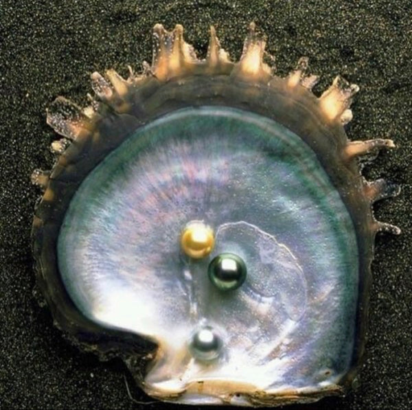 Why the saltwater pearl I formulate with in holi (mane) and the skincare are 10X the price of freshwater pearls