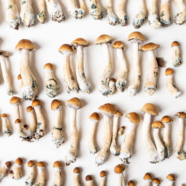 Psychedelic psilocybin: A Neuropharmacologist answers our questions