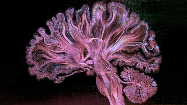 Healing Emotional Wounds With Brainspotting
