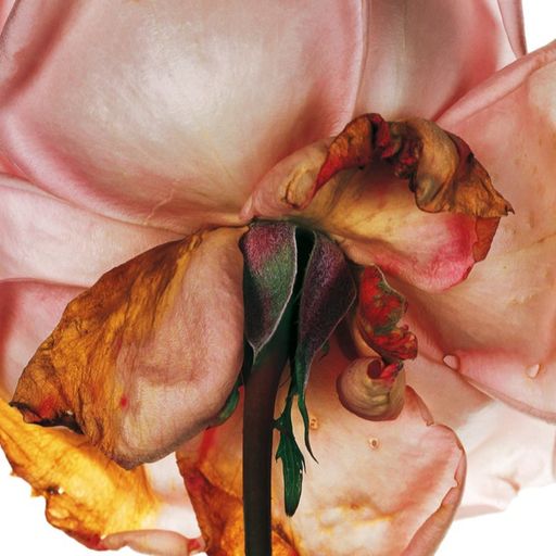 The Power Of Rose Damascena For Anti-Aging
