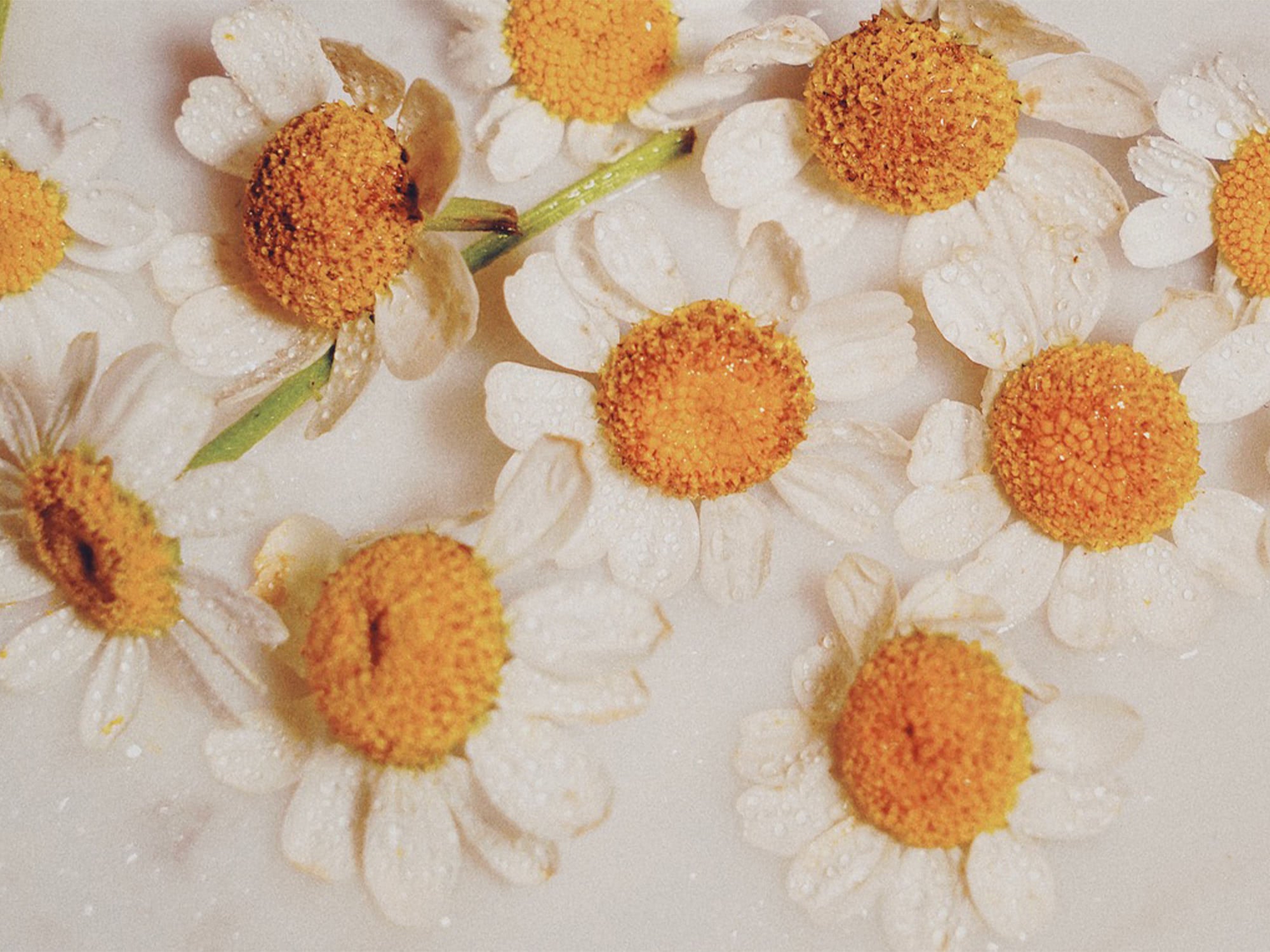 Chamomile
