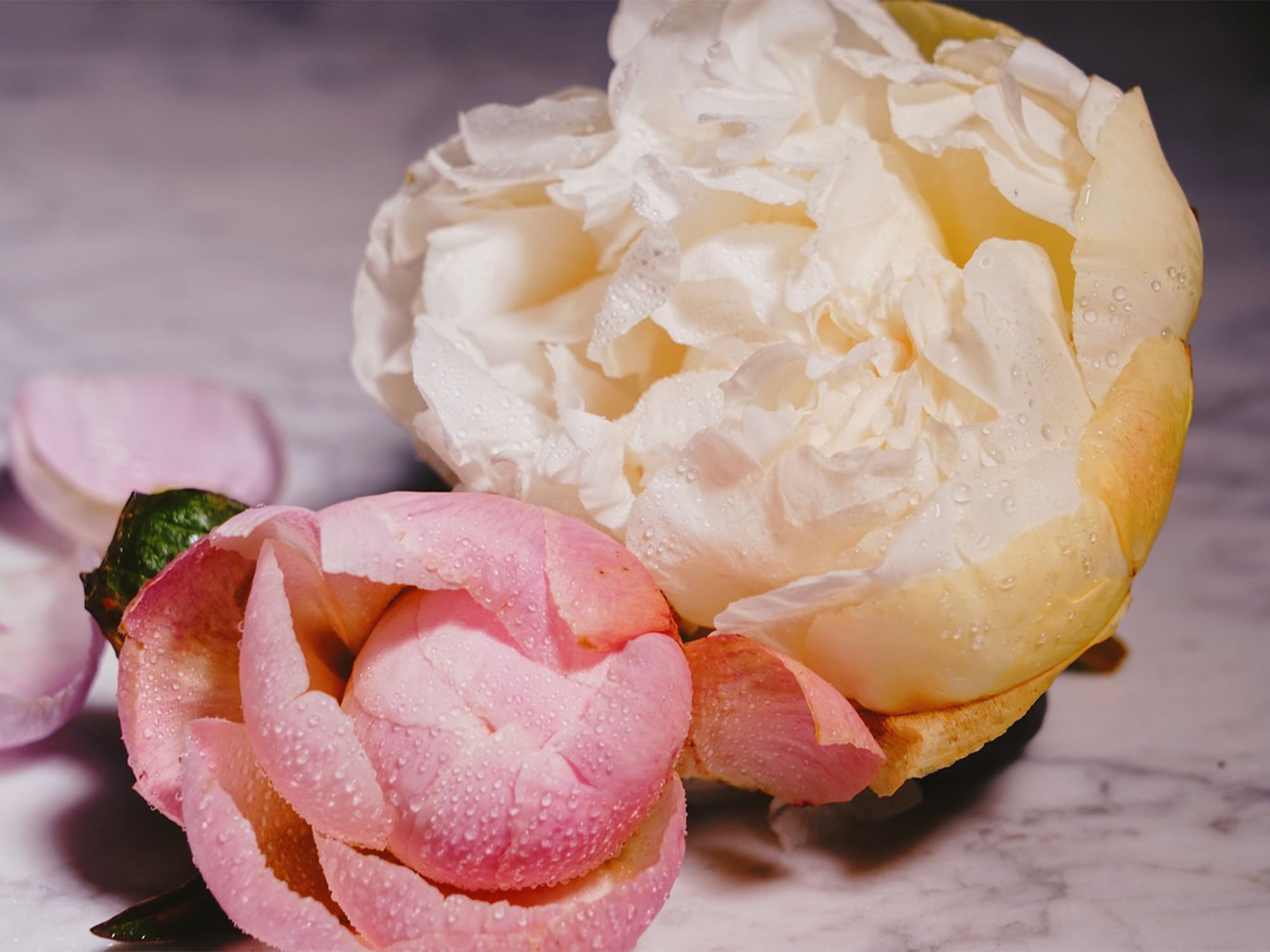 Peony root extract