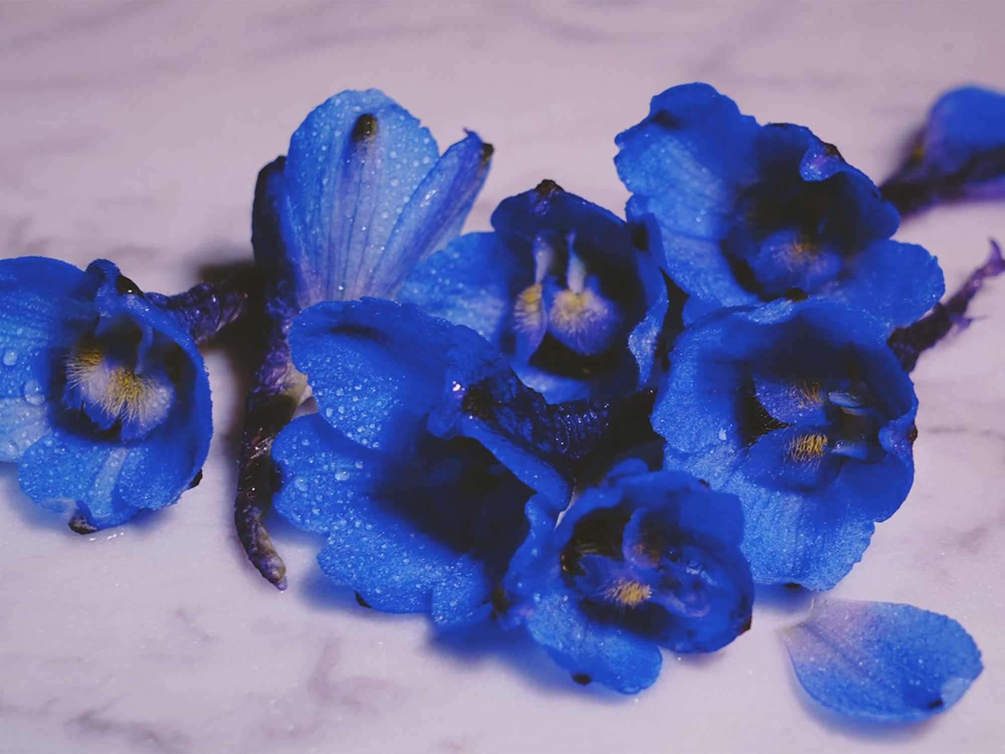 Tepthrosia pupurea extract